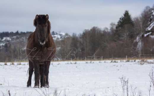 Foto av Ida Bengtsson